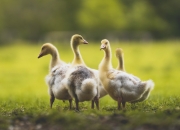 开云体育登录-切特·霍姆格伦，灰熊单节风暴中的关键先生，如何用冷静撕裂森林狼防线