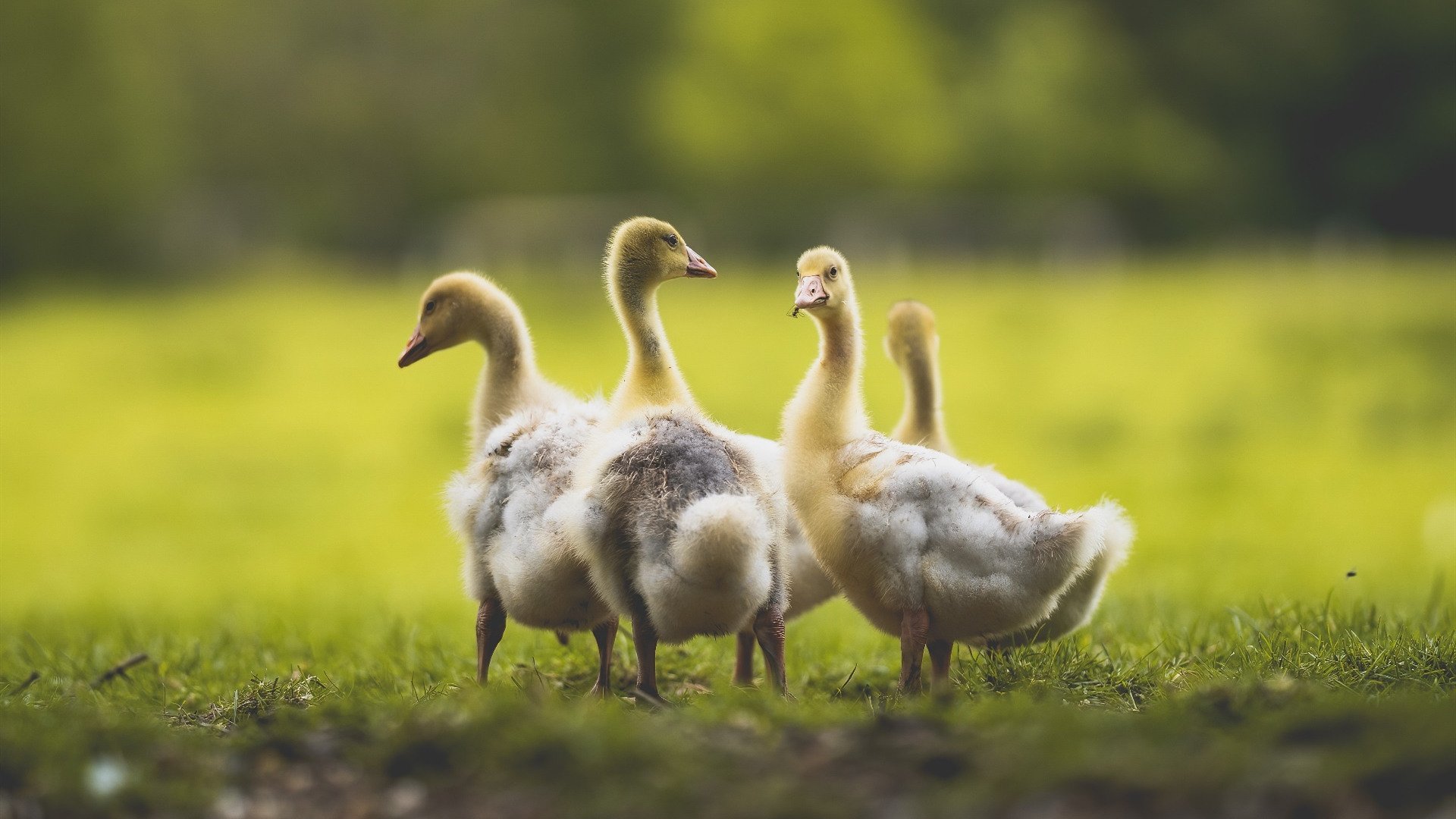 切特·霍姆格伦，灰熊单节风暴中的关键先生，如何用冷静撕裂森林狼防线