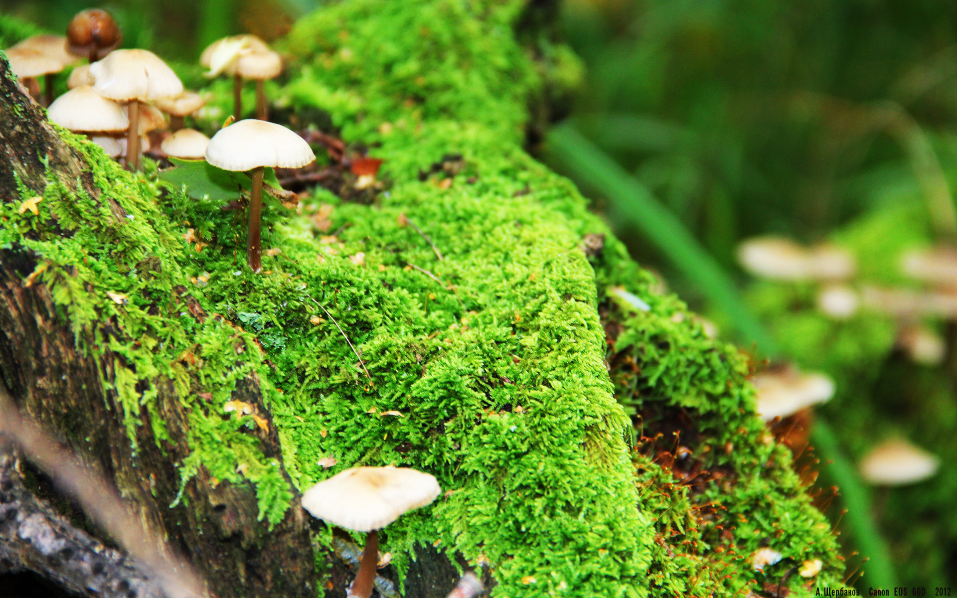 太阳单节拉开公牛，范弗利特成为关键先生